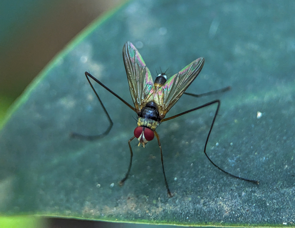 Cholomyia inaequipes