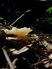 Favolus yanomami