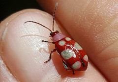 Omophoita sexnotata