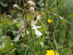 Teucrium pseudochamaepitys