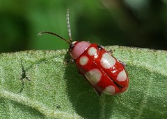 Omophoita sexnotata
