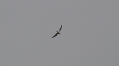 Chroicocephalus ridibundus