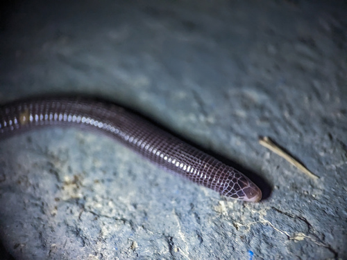 Serra da Mesa Worm Lizard