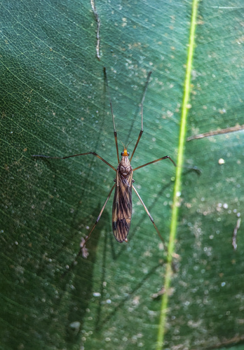 Hexatoma propinquua