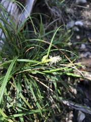 Carex planostachys