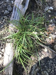Carex planostachys
