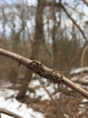 Neolasioptera linderae