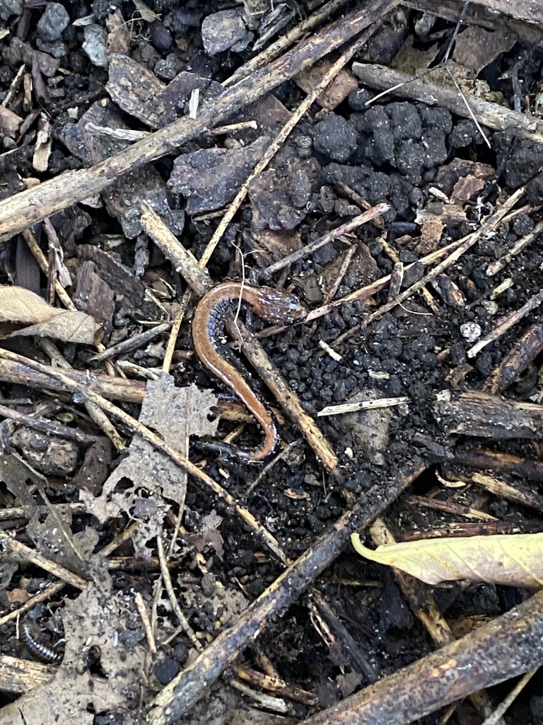 Eastern Red-backed Salamander from Highbridge Park, New York, NY, US on ...