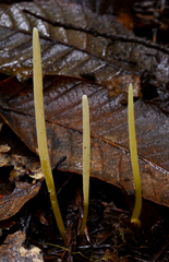 Clavaria flavipes