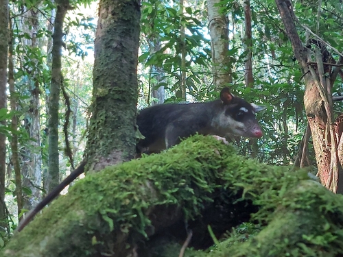 Anderson's Four-eyed Opossum