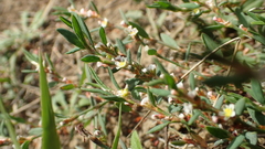 Polygonum romanum