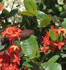 Pellicia dimidiata dimidiata