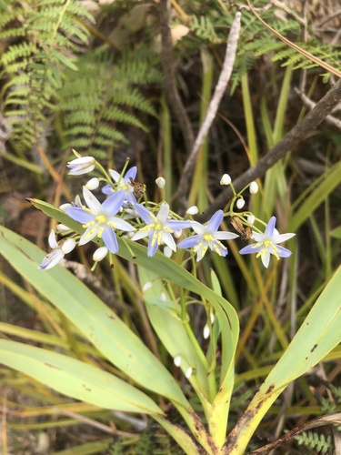 Rhuacophila javanica observed 2023-10-11