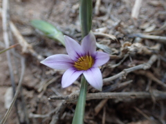 Romulea ramiflora ramiflora