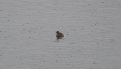 Tachybaptus ruficollis