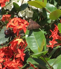 Pellicia dimidiata dimidiata