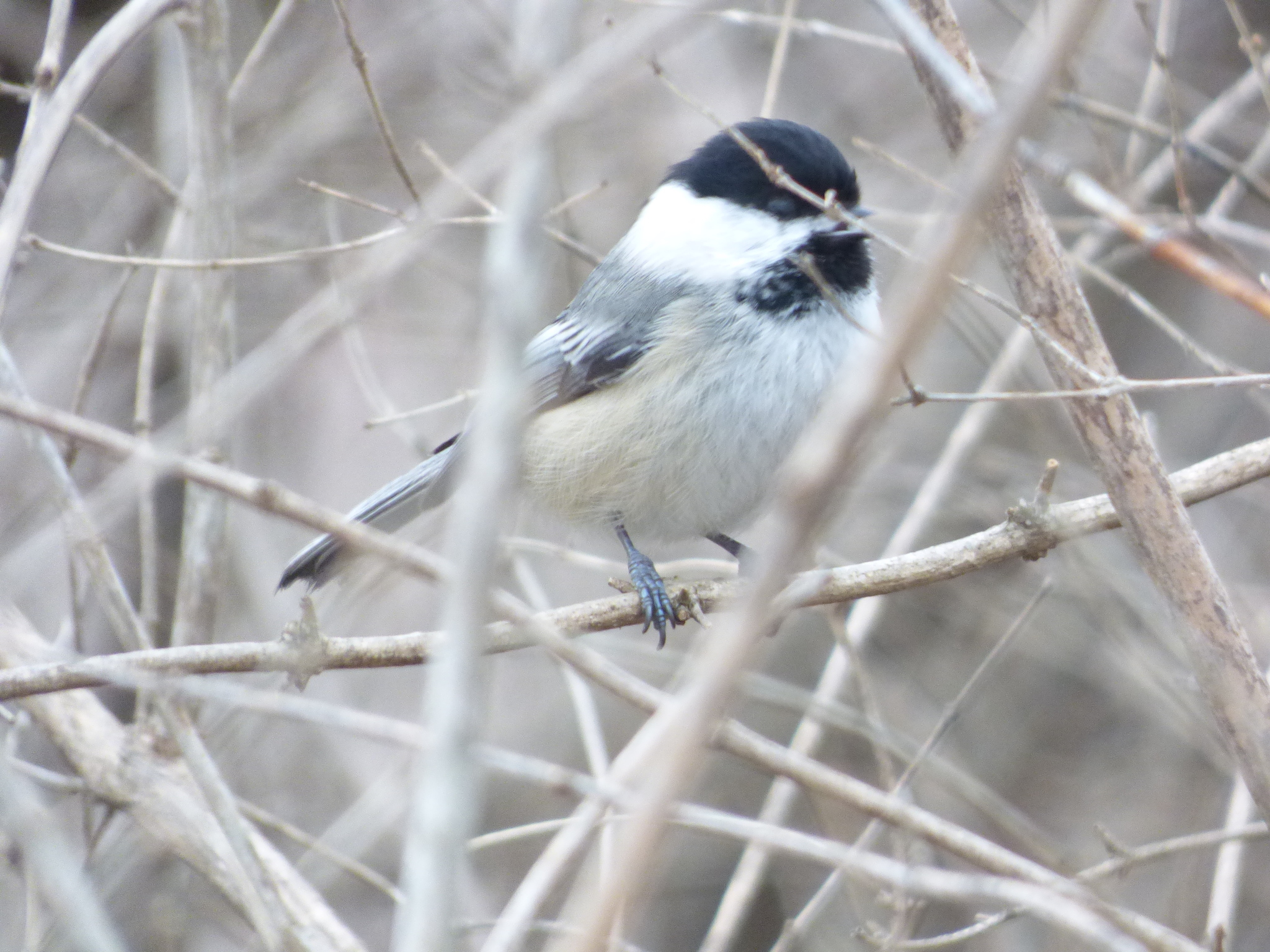 Black-capped Chickadee