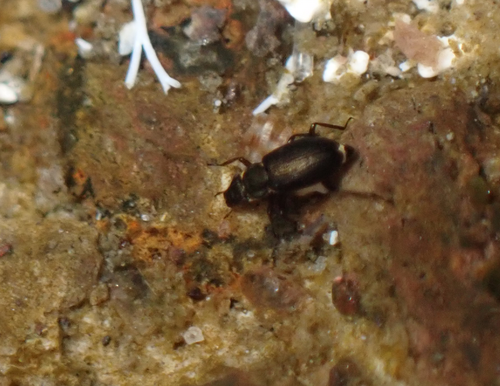 Ochthebius heeri