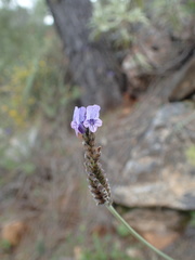 Lavandula multifida