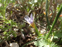 Romulea ramiflora ramiflora