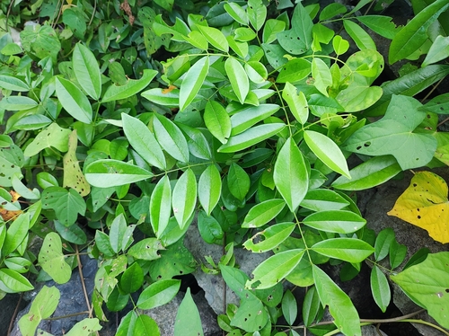 Brachypterum scandens observed 2023-10-10