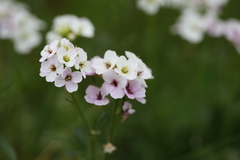 Cardamine uliginosa