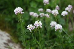 Cardamine uliginosa