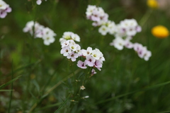 Cardamine uliginosa