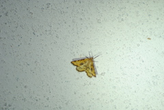 Macaria sulphurea