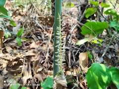 Taccarum weddellianum, photograph Thomaz Ricardo Favreto Sinani, CC BY, iNaturalist via GBIF