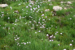 Cardamine uliginosa