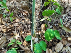 Taccarum weddellianum, photograph Thomaz Ricardo Favreto Sinani, CC BY, iNaturalist via GBIF