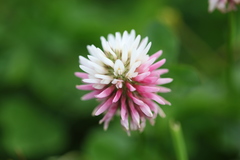 Trifolium ambiguum
