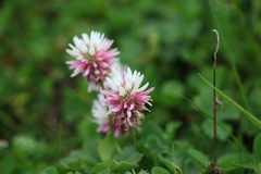 Trifolium ambiguum