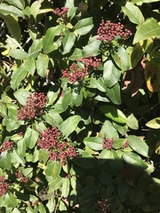 Viburnaceae