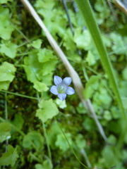 Hesperocodon hederaceus