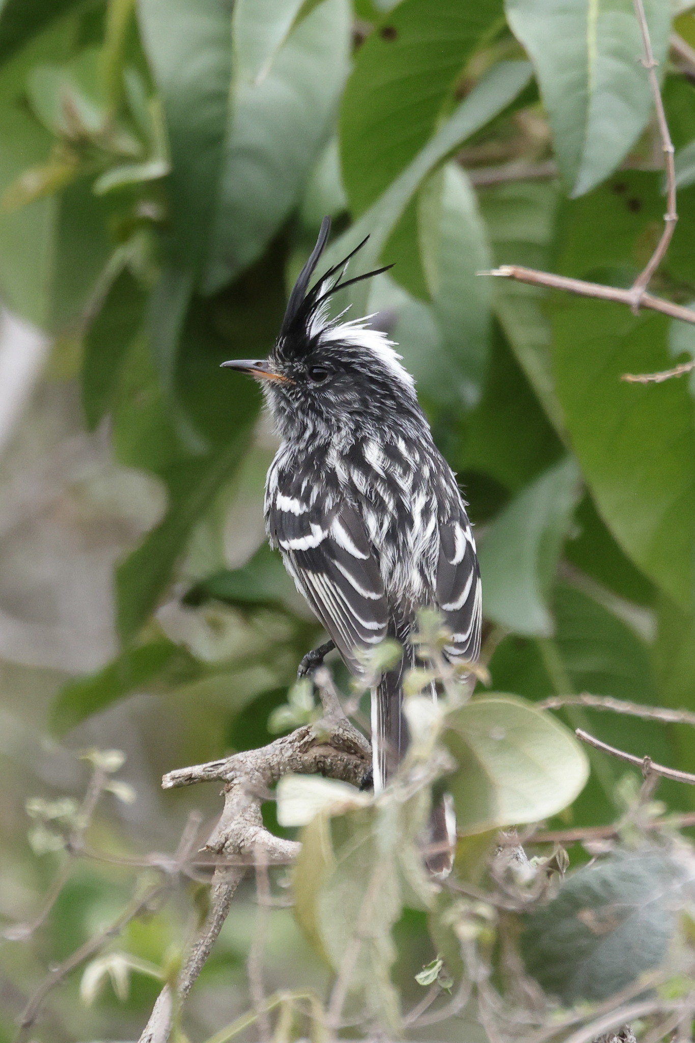 Black-crested Tit-Tyrant (Anairetes nigrocristatus), photo 5