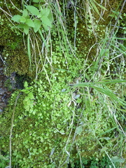 Hesperocodon hederaceus