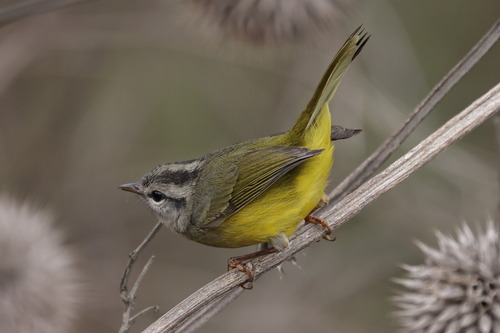 Three-banded Warbler (Basileuterus trifasciatus), photo 5