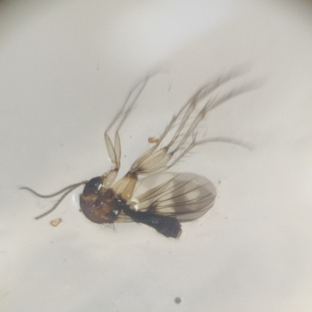 Zygomyia acuta