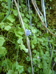 Hesperocodon hederaceus