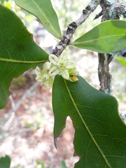 Erythroxylum suberosum