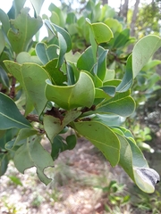 Erythroxylum suberosum