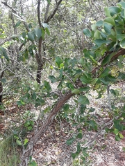 Erythroxylum suberosum
