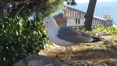 Larus michahellis