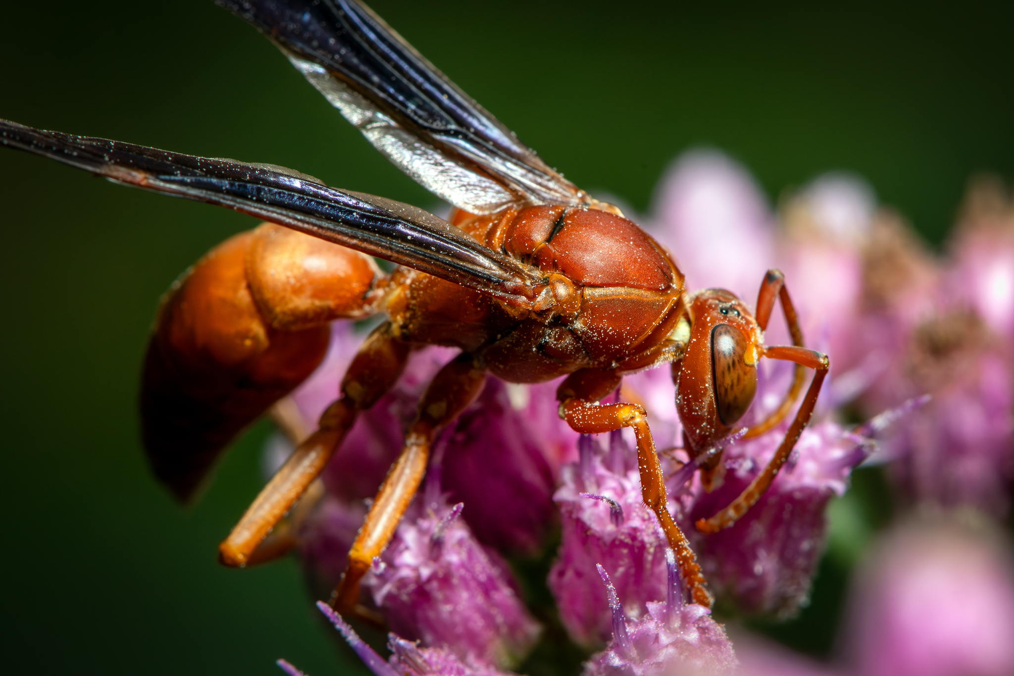 Fine-backed Red Paper Wasp (Polistes carolina) · iNaturalist