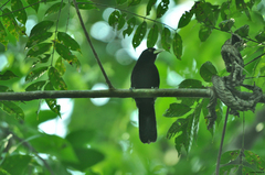 Amblycercus holosericeus