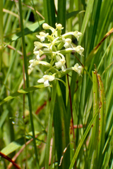 Platanthera clavellata image