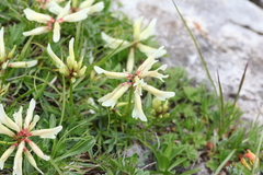 Trifolium polyphyllum