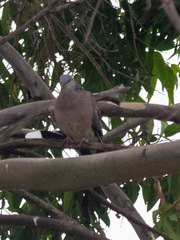 Streptopelia chinensis
